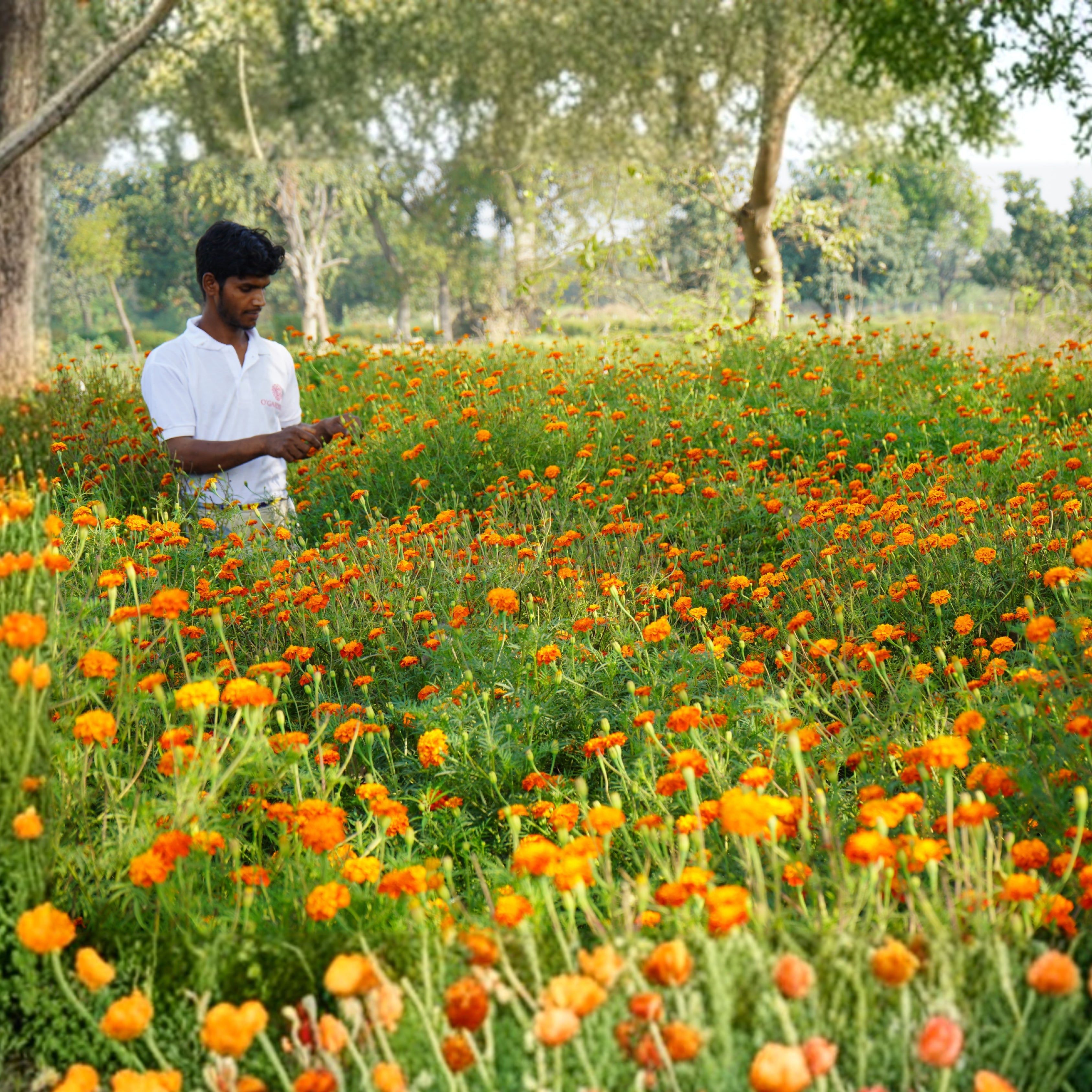 Edible Marigold Water (Calendula Hydrosol) (Glass Bottle Spray)