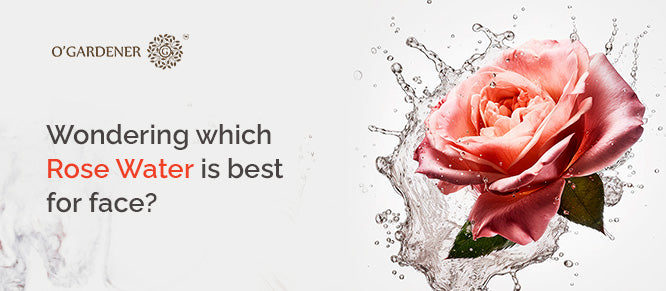 Wondering which rose water is best for your face? Find your answer here!