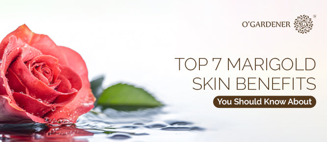 Top 7 Marigold Skin Benefits You Should Know About