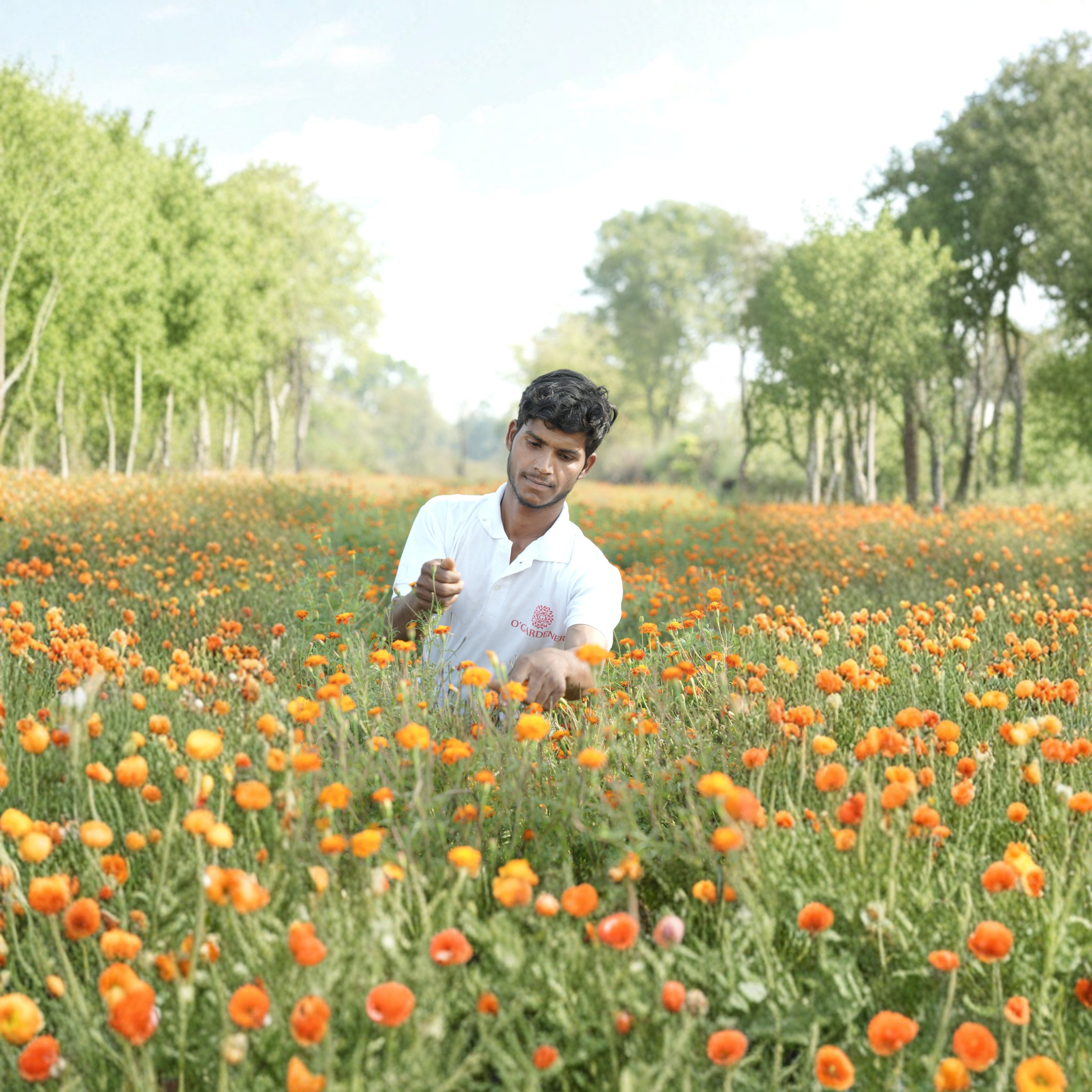 Edible Marigold Water (Calendula Hydrosol) (Glass Bottle Spray)