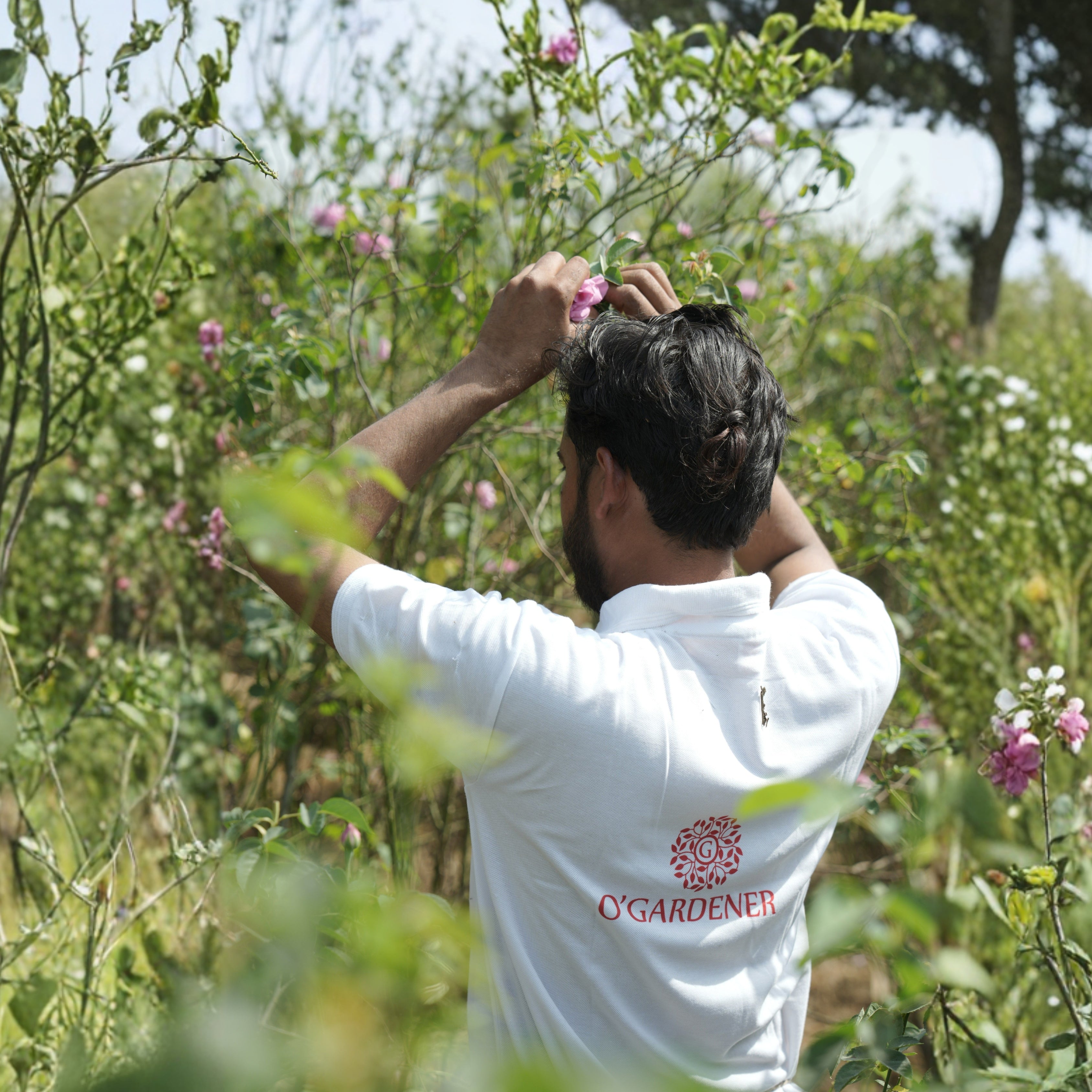 Edible Rose Water (Glass Bottle Spray)