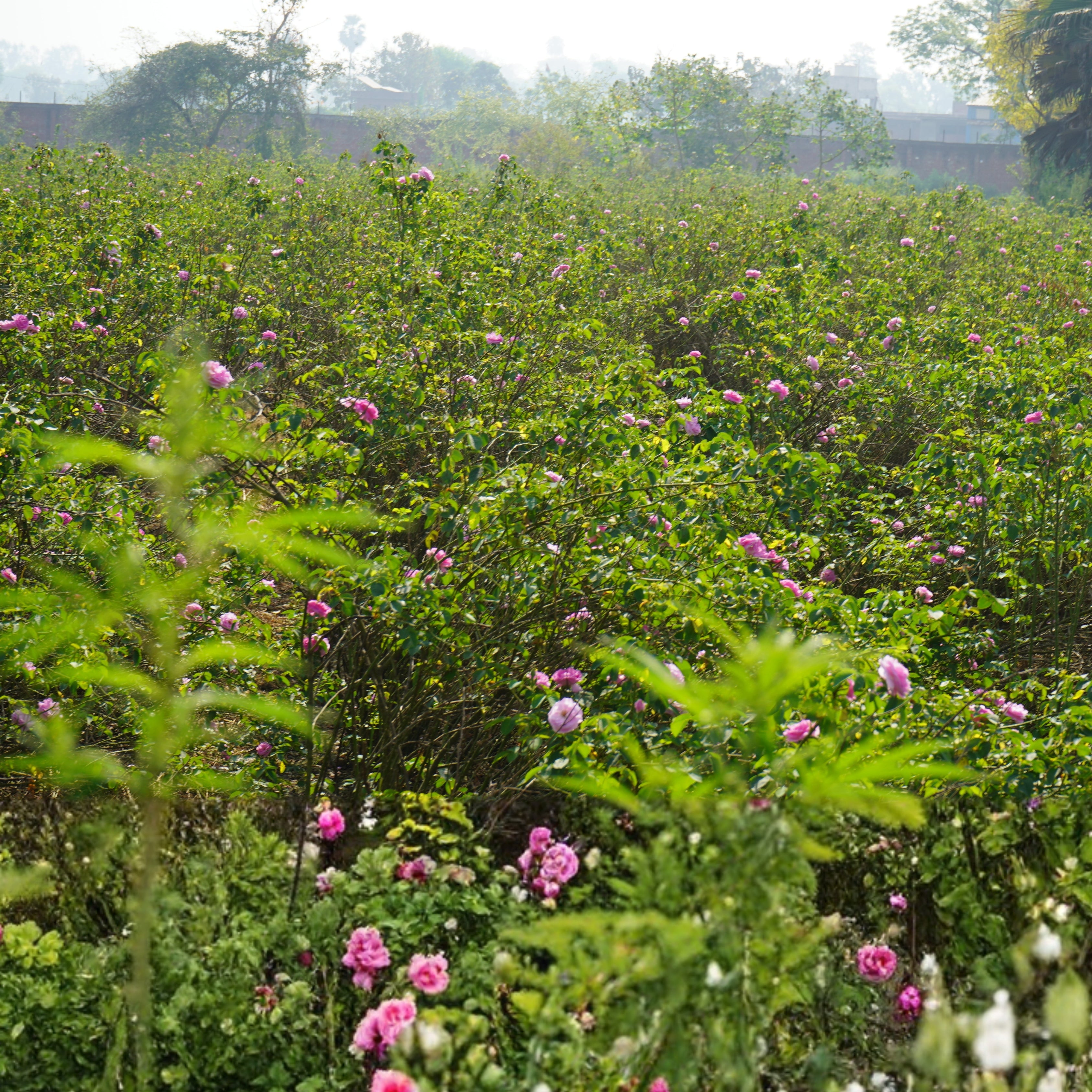 Edible Rose Water (Glass Bottle Spray)